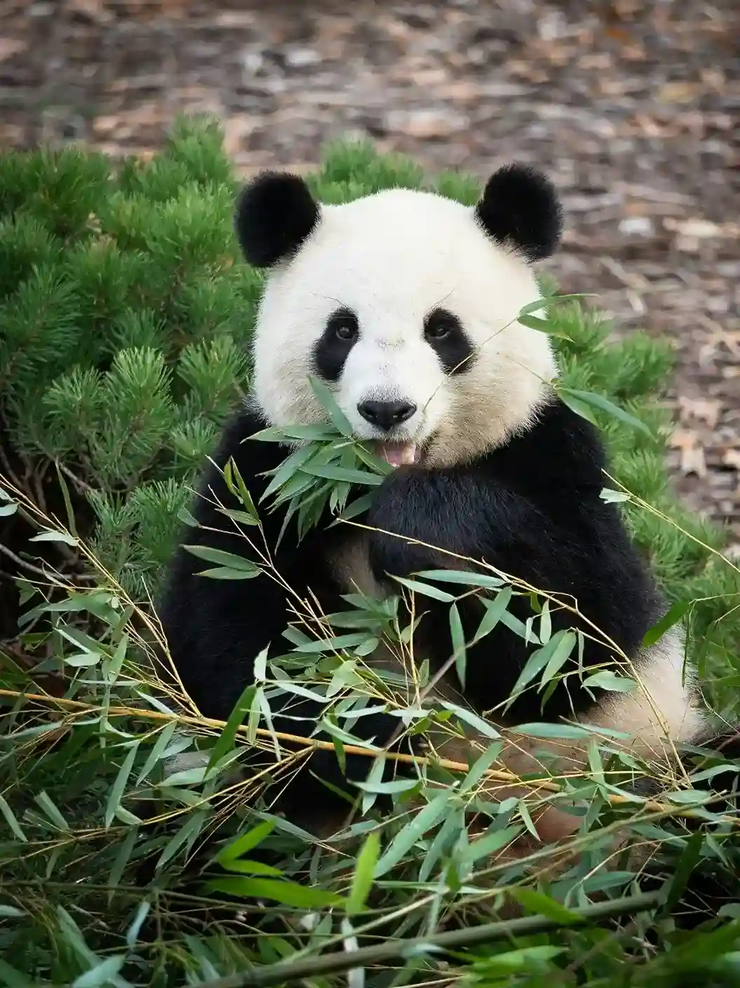 Chengdu cultural landmarks and panda conservation attractions
