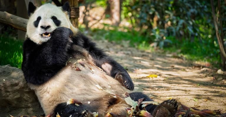 Giant panda in Chengdu sanctuary resting in a natural bamboo habitat