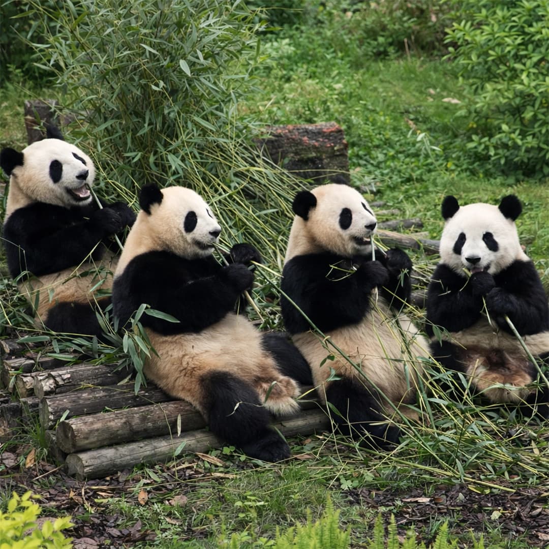 Giant pandas at Chengdu Research Base resting and eating bamboo in a natural habitat environment