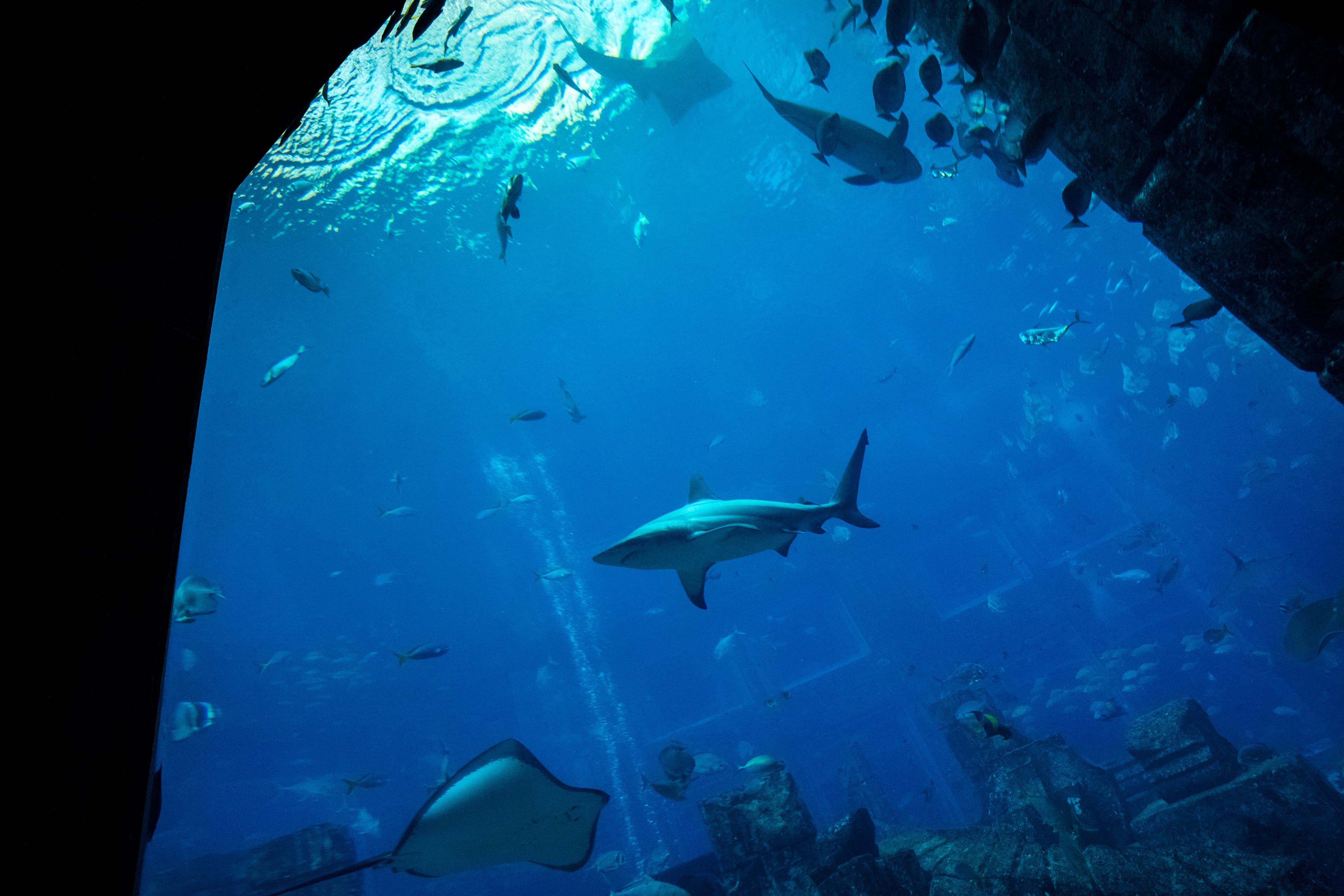 Atlantis Aquaventure waterpark slides and attractions in Dubai