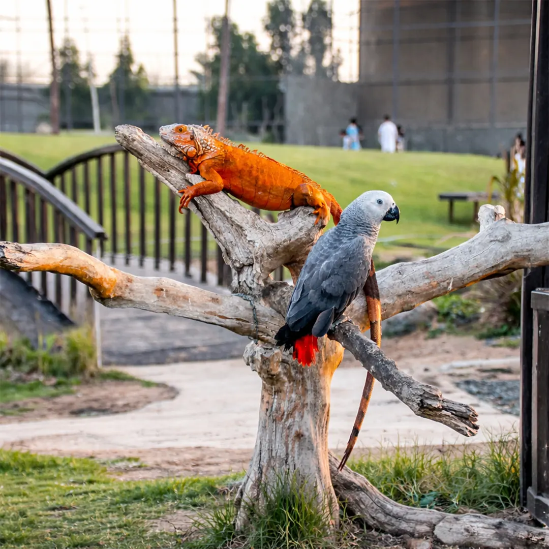 The Zoo Wildlife Park with exotic animals and family activities in Umm Al Quwain