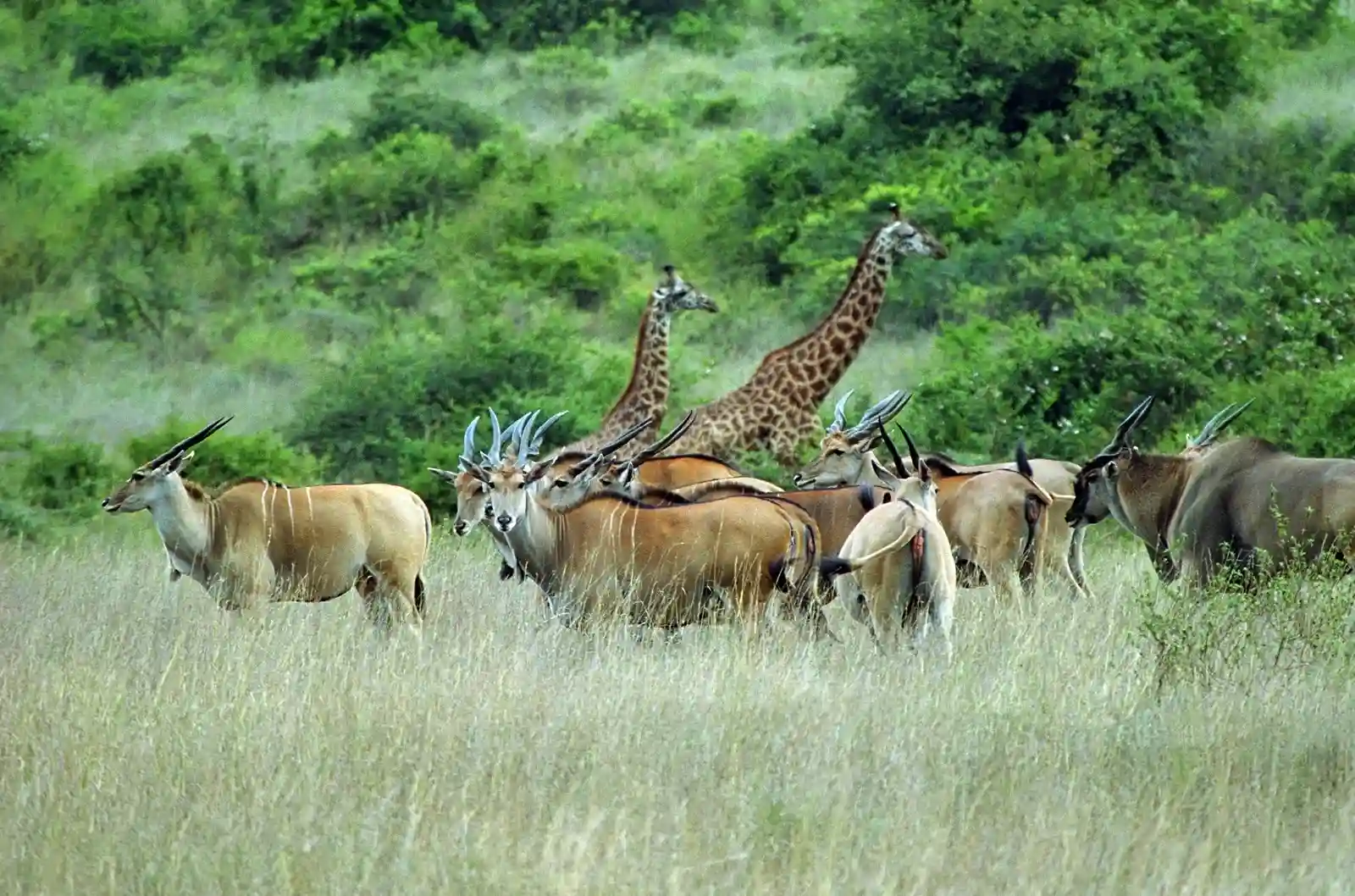 Wildlife safari in Kenya with elephants and open savannah highlighting experiential travel trends