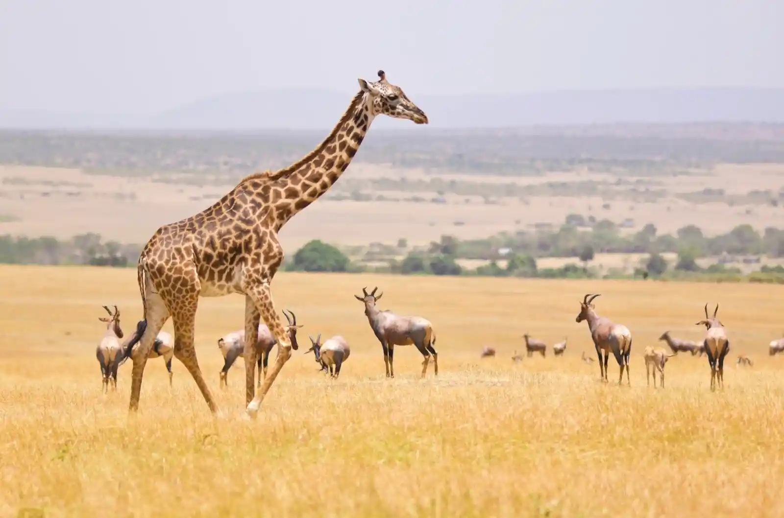 Luxury safari lodge experience in Kenya with scenic views and premium travel offerings