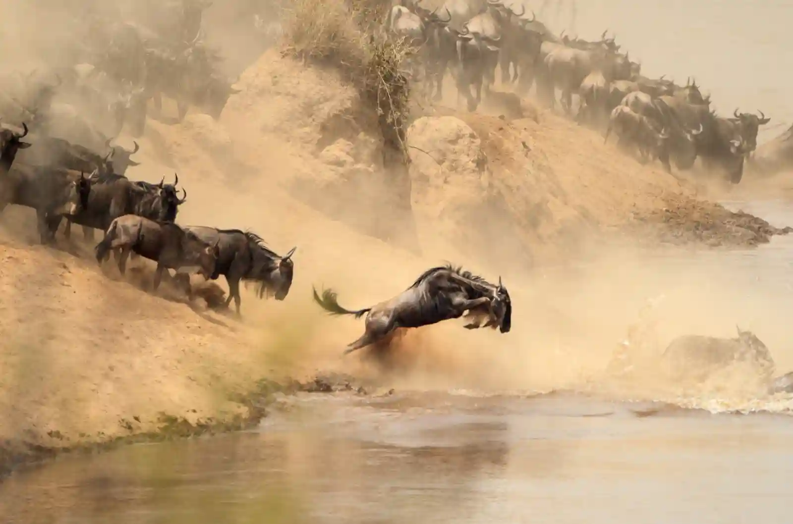 Wild animals on the savannah in Kenya during a safari game drive with scenic grasslands