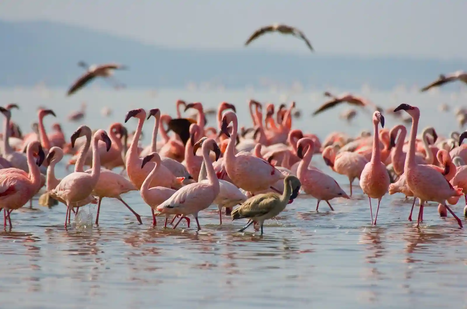 Lush green Kenya safari landscape during rainy season with wildlife and dramatic skies