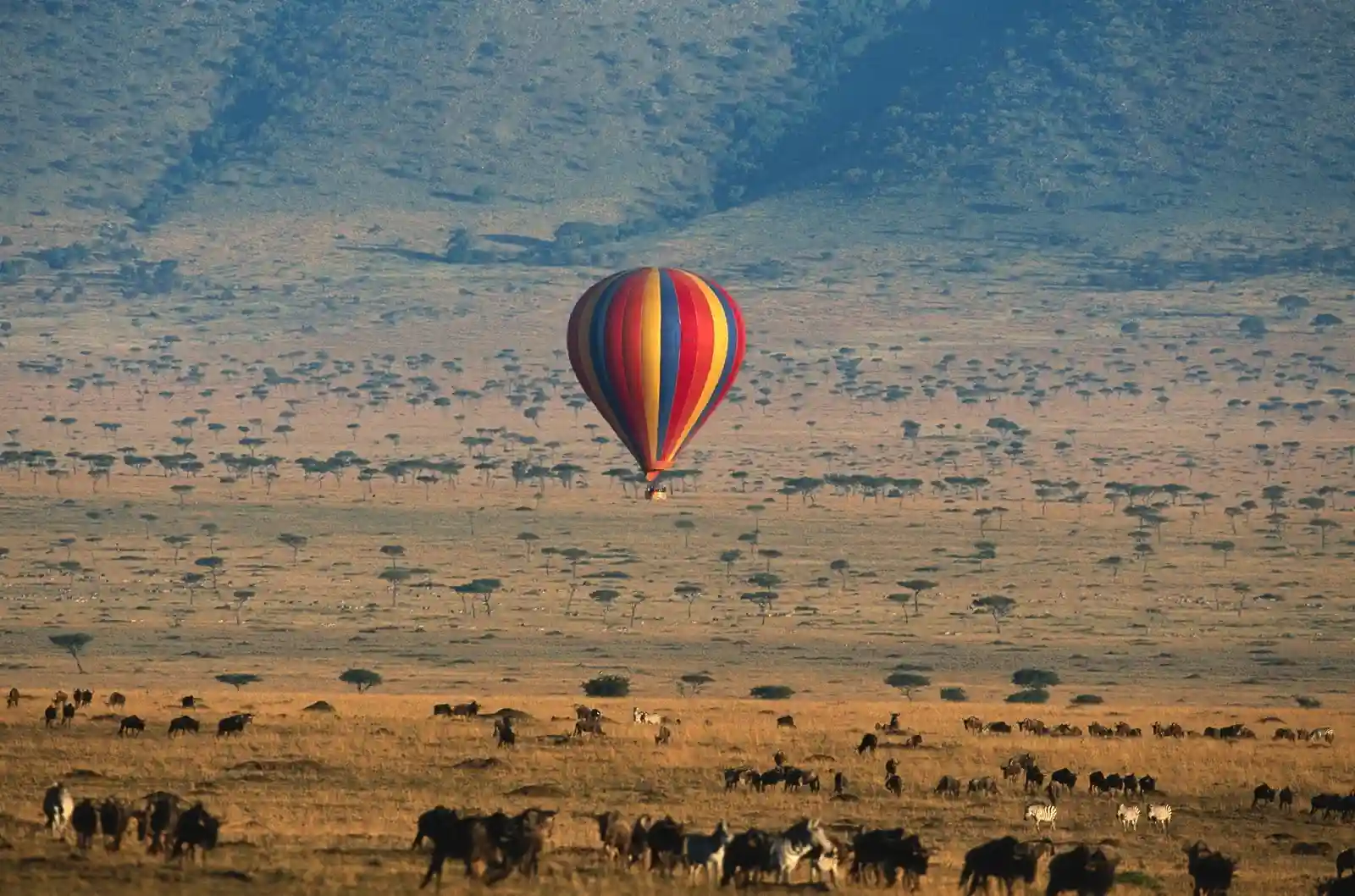 Hot air balloon safari over Maasai Mara at sunrise with panoramic wildlife views