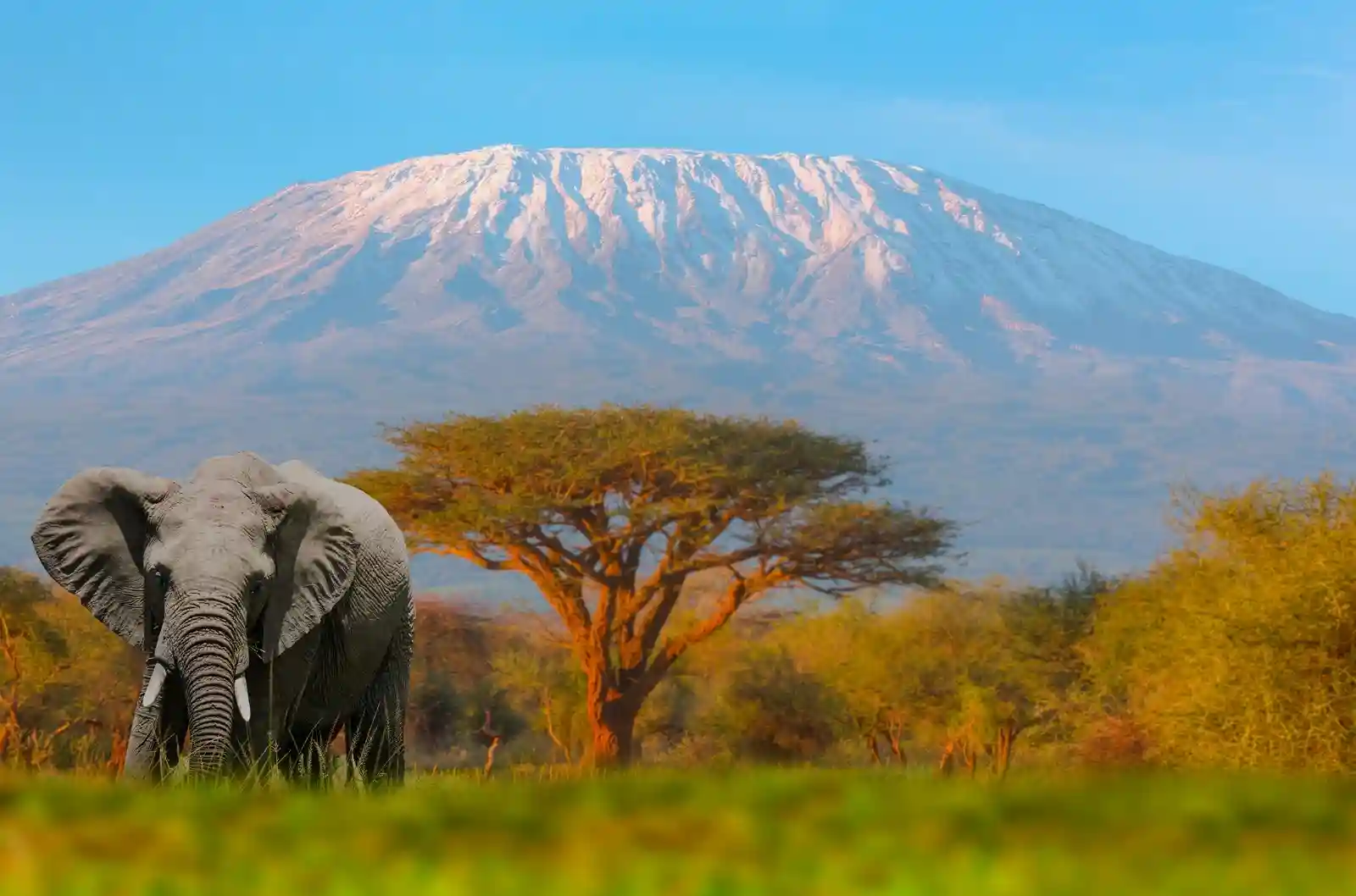 Luxury safari lodge in Kenya overlooking wildlife-rich plains offering premium safari stay experience