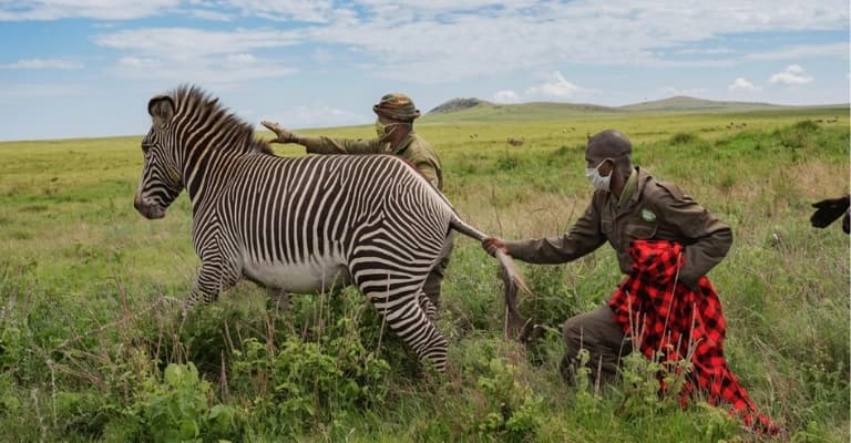 Great Migration in Maasai Mara with wildebeest crossing the savannah during Kenya safari season