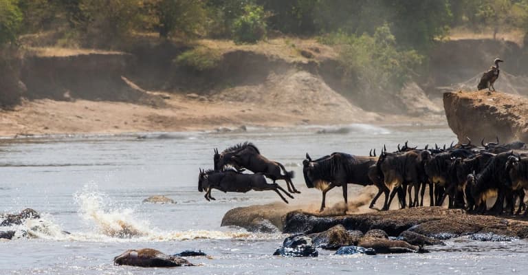 Vast Maasai Mara landscape with wildlife and open plains showcasing iconic Kenya safari destination