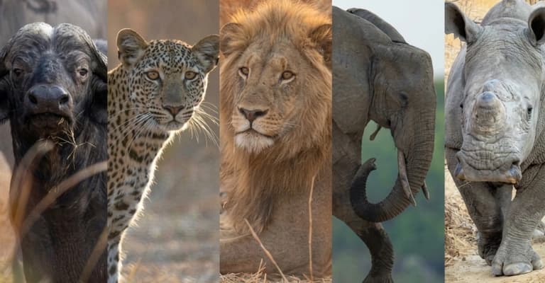 Big Five safari in Kenya featuring elephants and wildlife in their natural habitat on open savannah