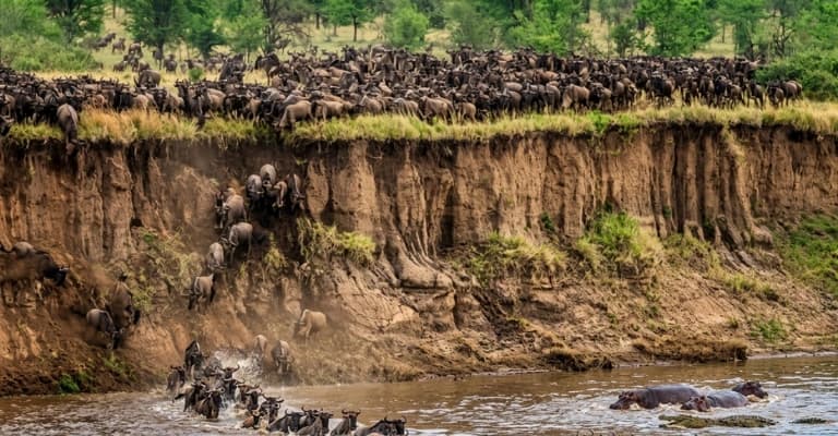 Close wildlife encounter in Kenya safari with animals roaming freely in natural ecosystem