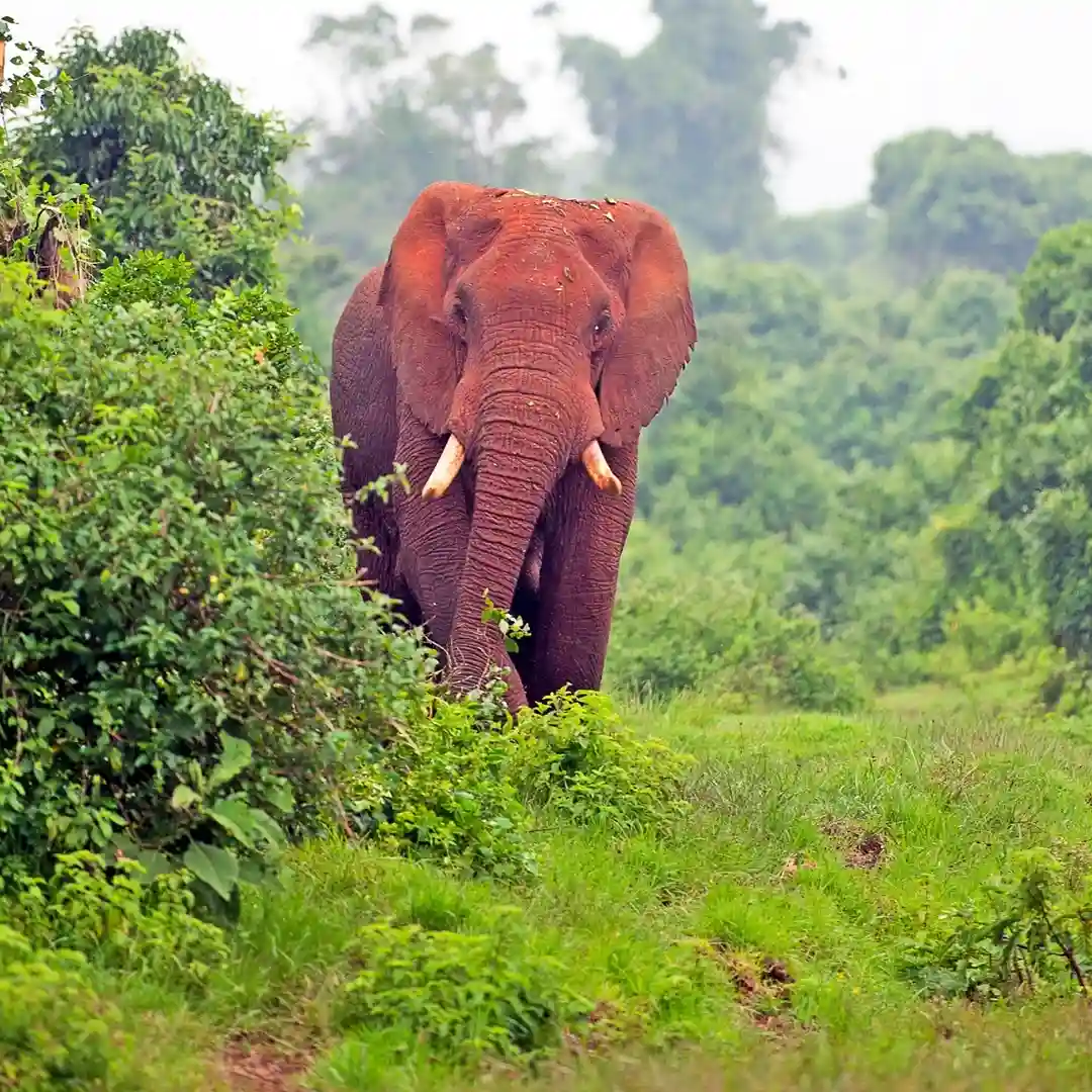 Aberdare National Park Kenya with forest landscapes, waterfalls, and mountain wildlife
