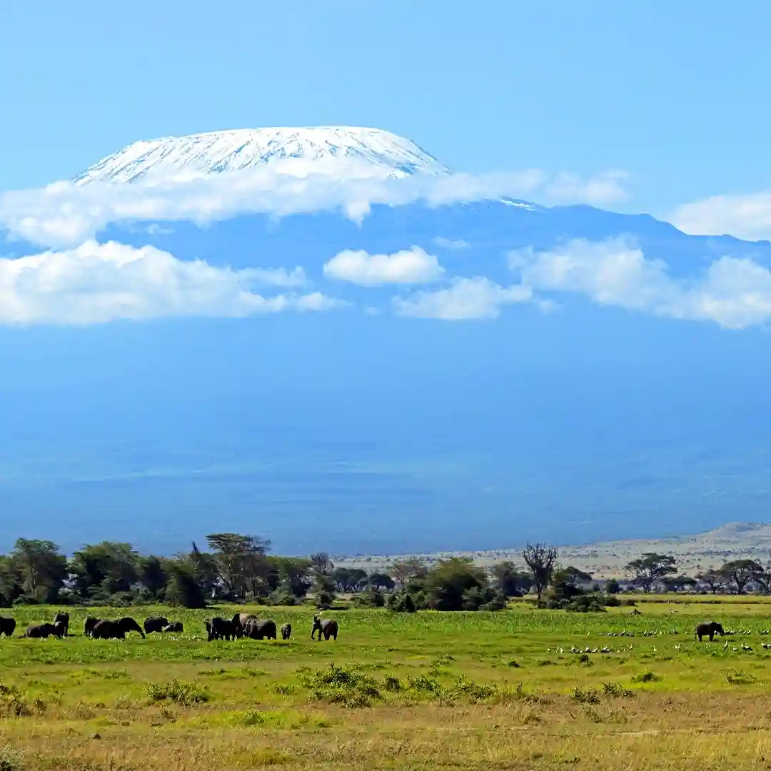 Amboseli National Park Kenya with elephants and Mount Kilimanjaro in the background