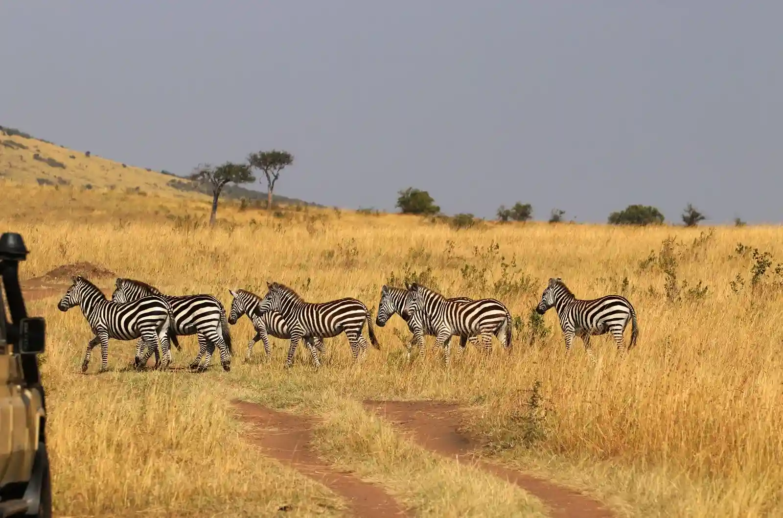 Kenya safari landscape with wildlife including elephants and savannah representing African travel experiences