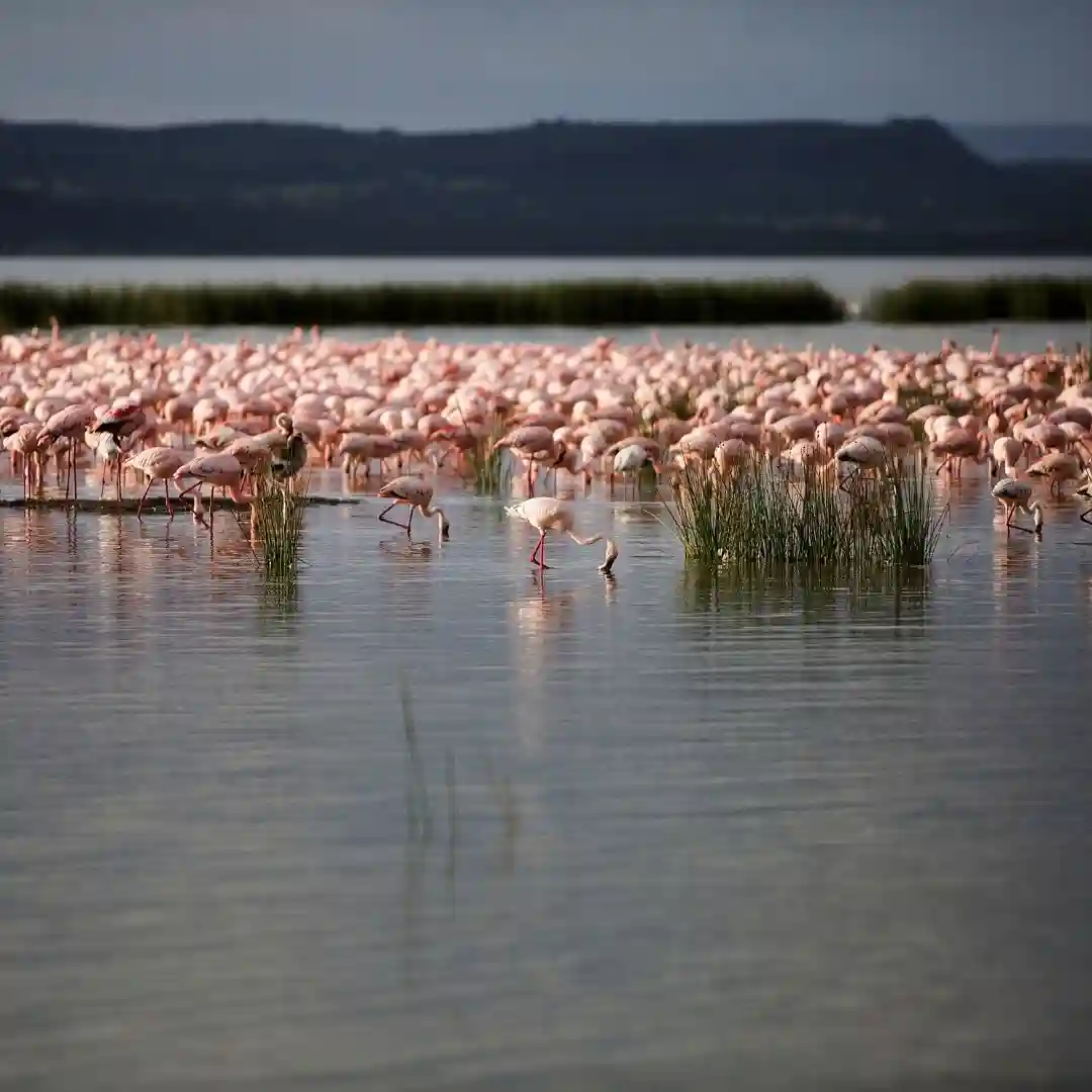 Lake Elementaita Kenya with flamingos and peaceful Rift Valley scenery