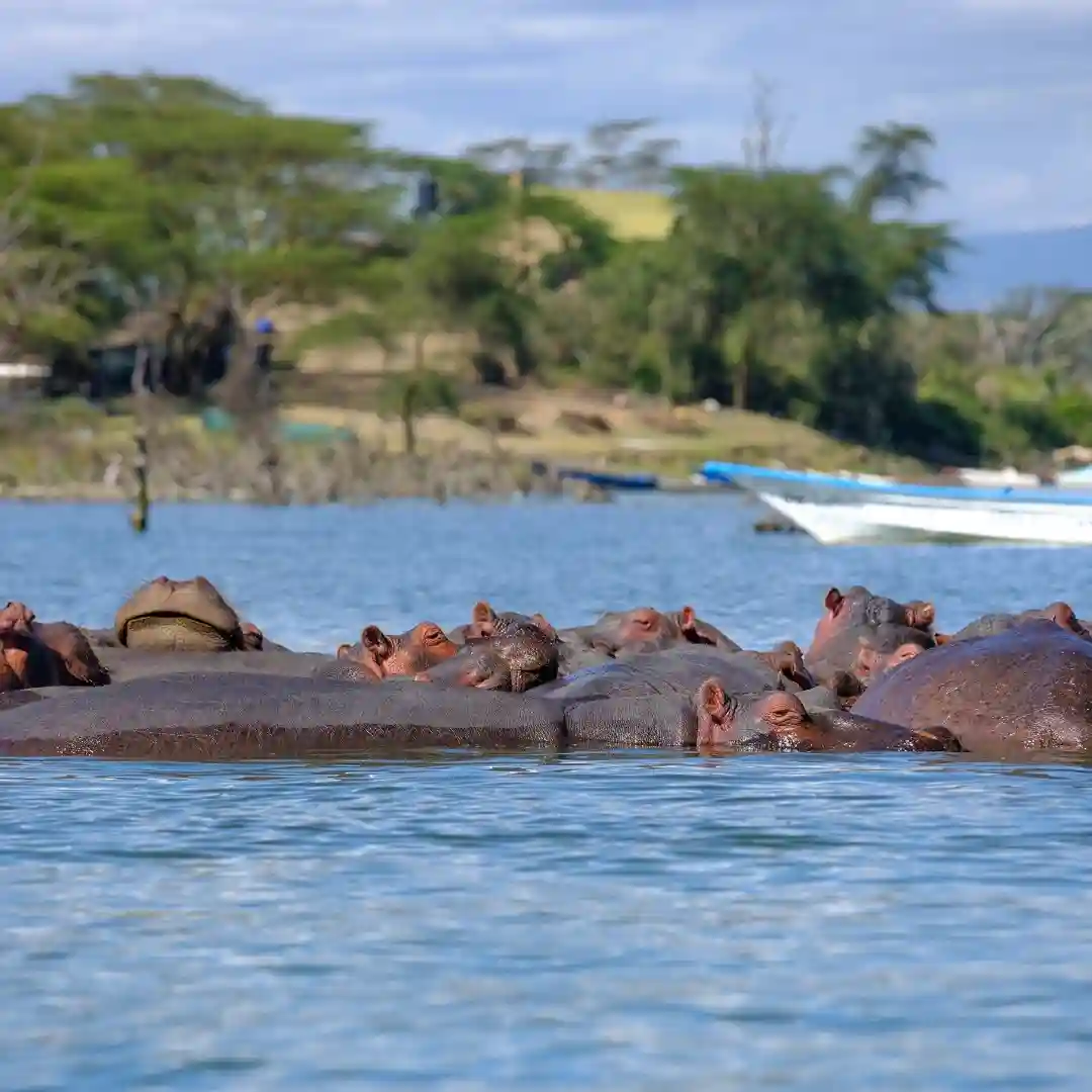 Lake Naivasha Kenya with boat safari, hippos, and lush freshwater surroundings