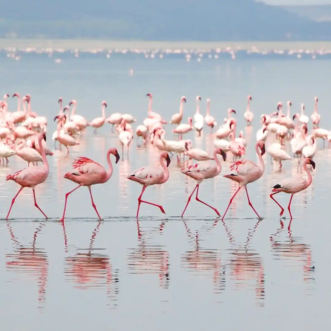 Lake Nakuru Kenya with flamingos, rhinos, and scenic Rift Valley landscapes