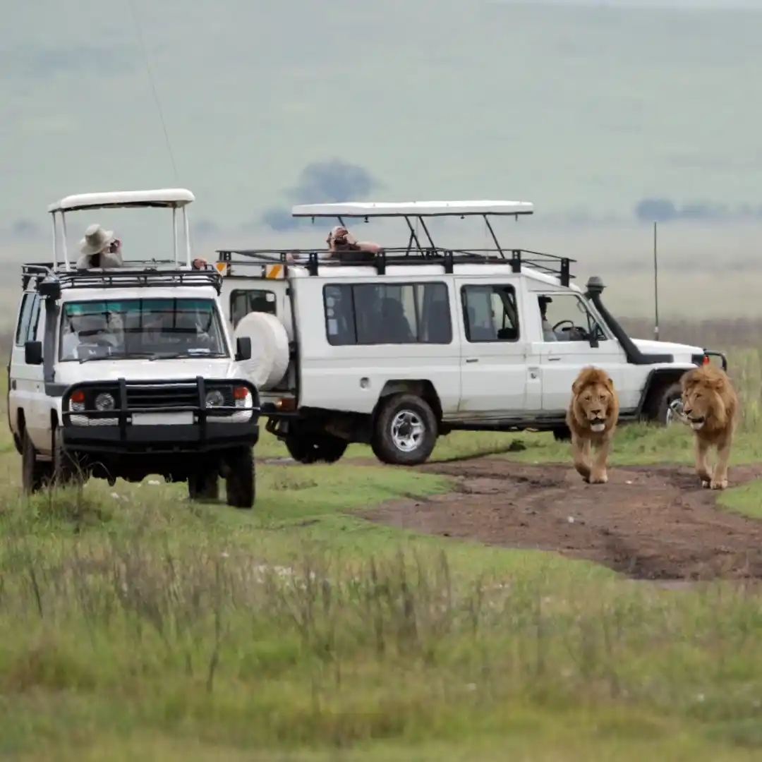 Maasai Mara Kenya with wildlife safari, lions, and Great Migration across savannah plains