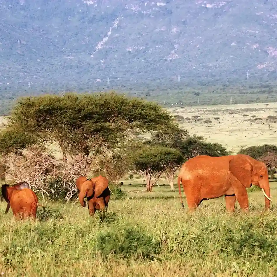 Tsavo National Park Kenya with red elephants and vast rugged wilderness landscapes