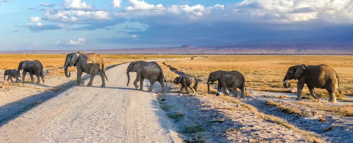 Kenya safari landscape with wildlife and savannah representing popular Kenya holiday packages
