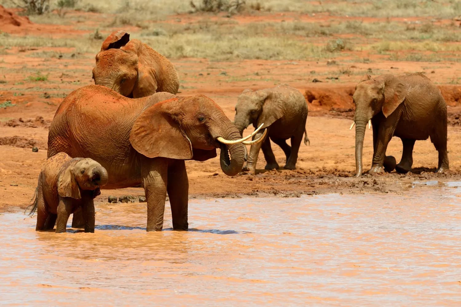 Amboseli National Park Kenya with elephants and Mount Kilimanjaro views