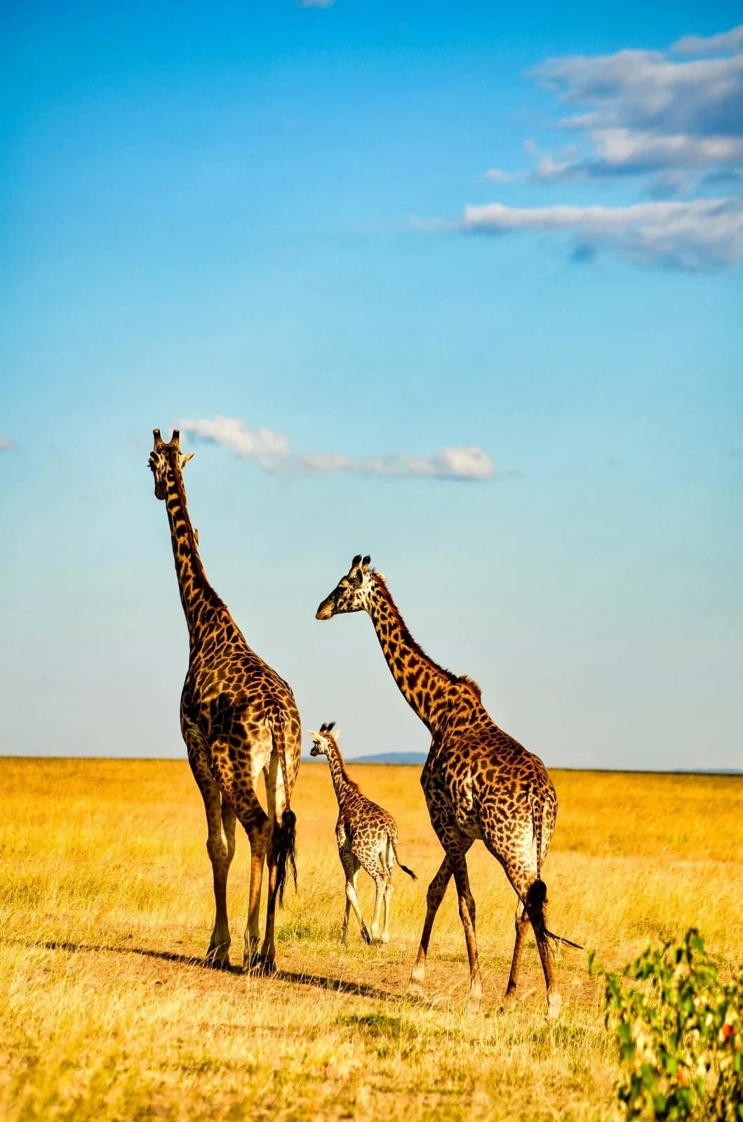 Kenya travel services including safari tours, excursions, and destination management solutions for B2B partners
