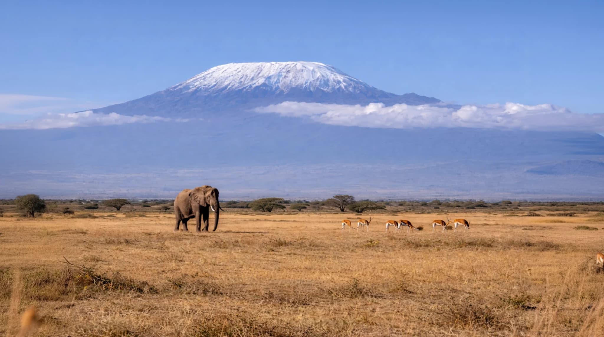 Elephants in Amboseli National Park with Mount Kilimanjaro in the background during a Kenya safari