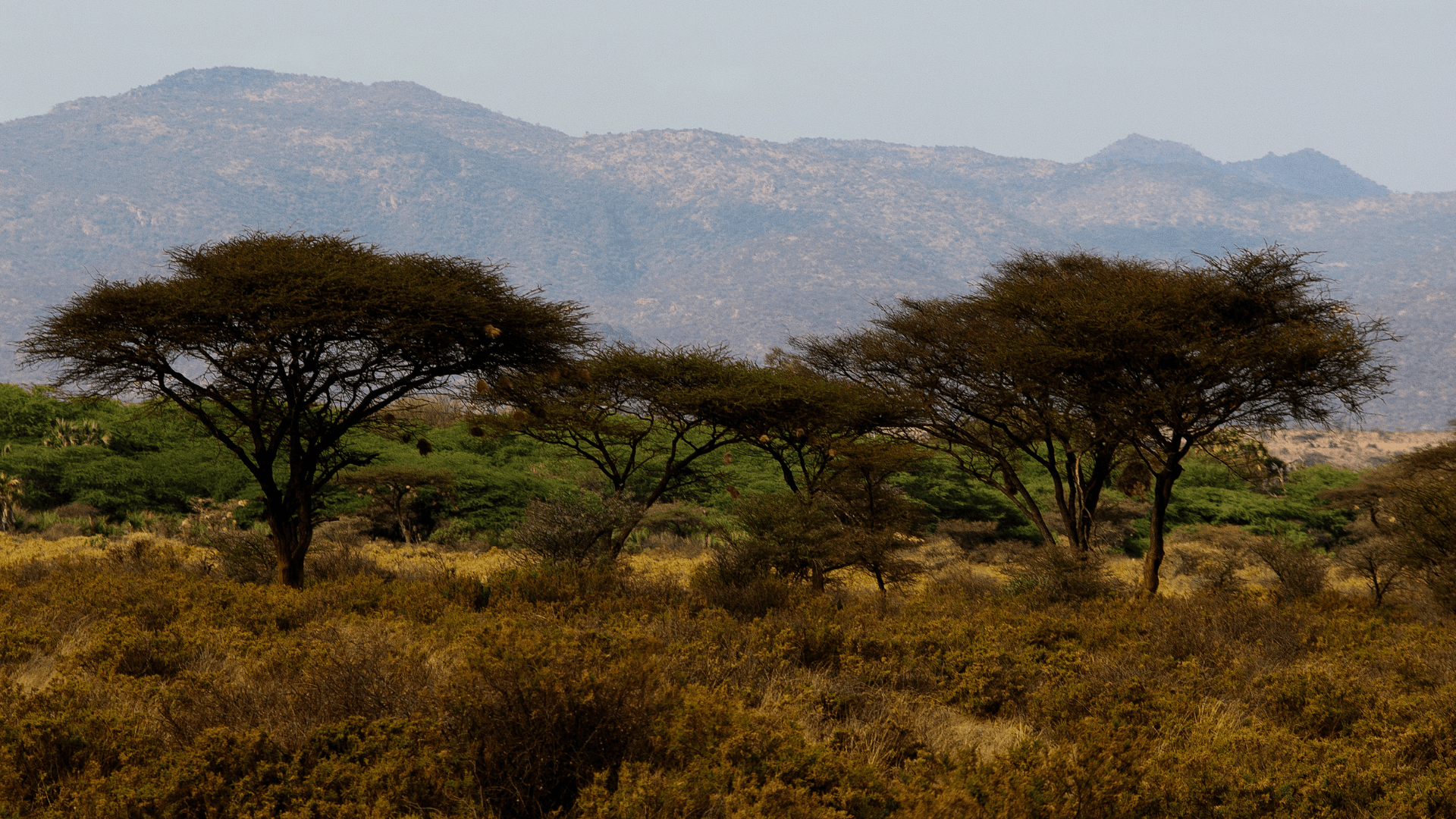 Mount Kenya scenic landscape