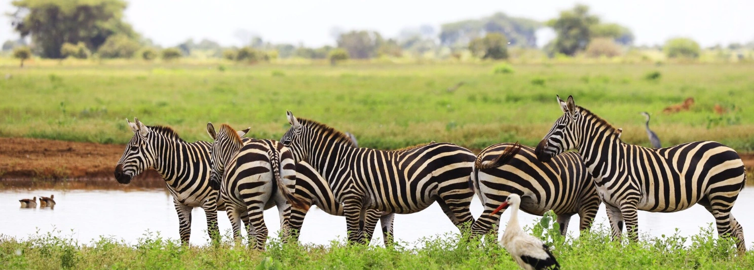 Kenya safari in Maasai Mara and Lake Nakuru featuring wildlife, savannah landscapes, rhinos, and flamingos