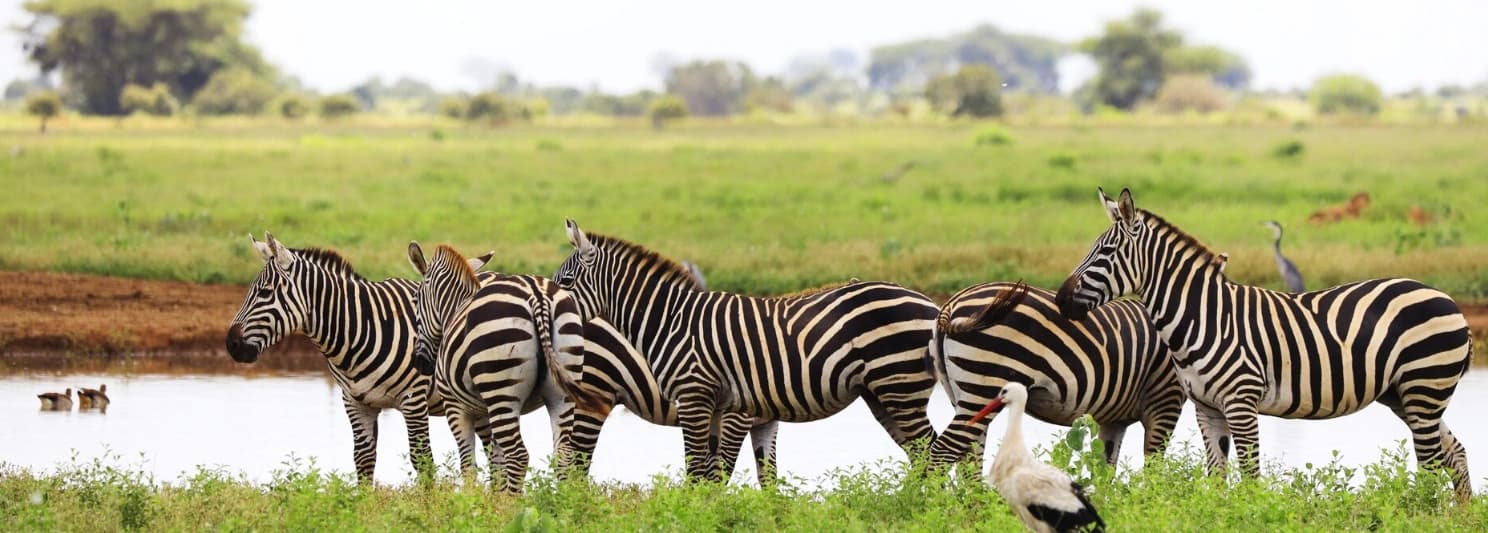Kenya safari in Maasai Mara and Lake Nakuru featuring wildlife, savannah landscapes, rhinos, and flamingos