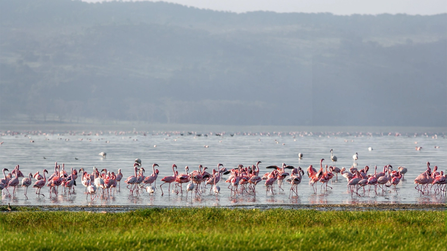 Kenya safari in Maasai Mara and Lake Nakuru featuring wildlife, savannah landscapes, rhinos, and flamingos