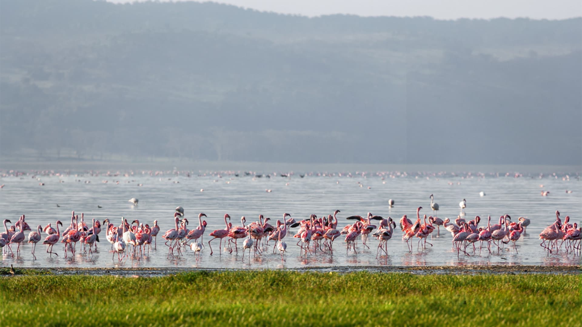 Lake Naivasha with flamingos and hippos surrounded by scenic Kenyan landscape