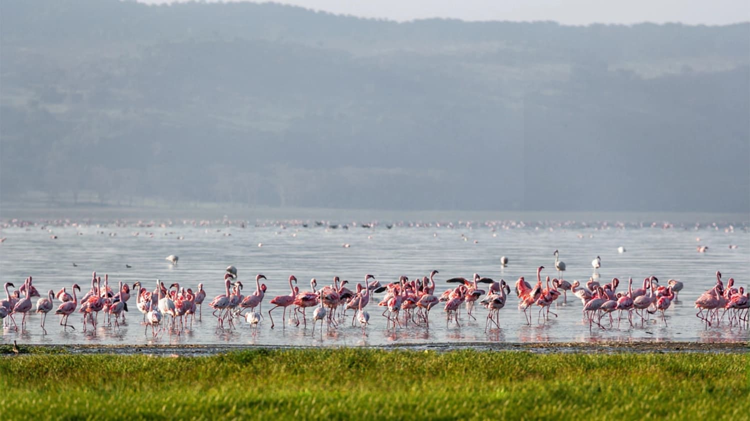 Kenya safari in Maasai Mara and Lake Nakuru featuring wildlife, savannah landscapes, rhinos, and flamingos
