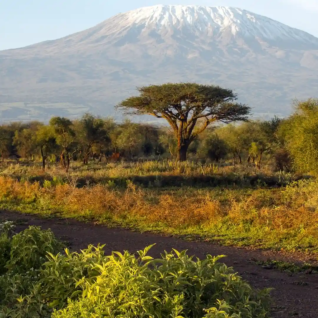 Wetland birds in Amboseli National Park near swampy areas