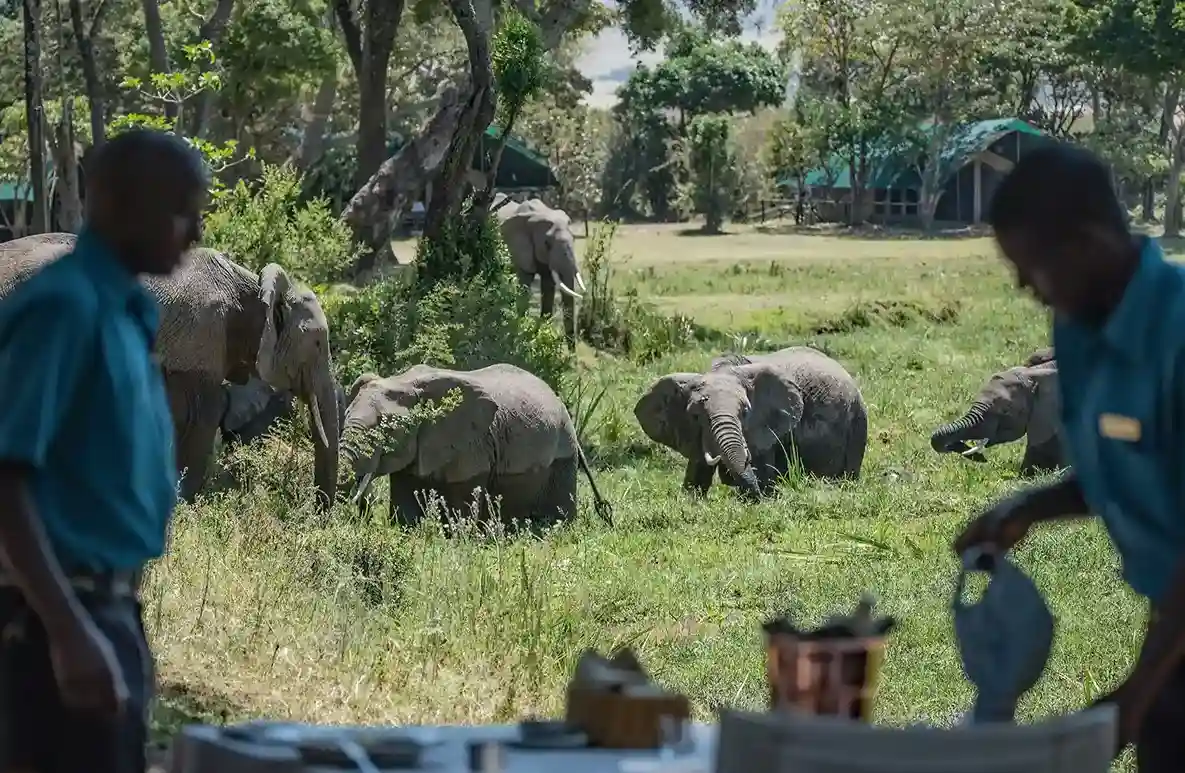 Young rescued elephants being cared for at the David Sheldrick Wildlife Trust in Nairobi