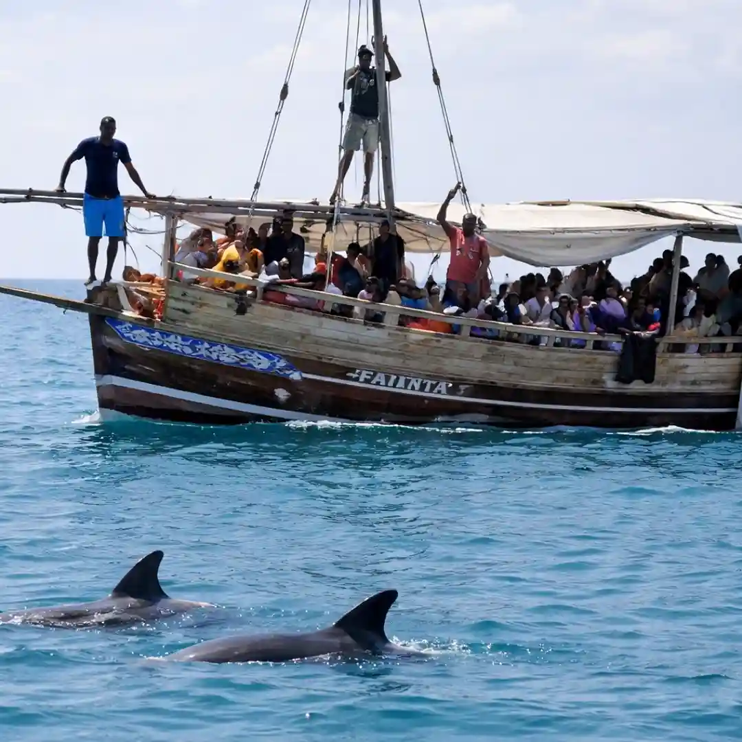 Dolphins swimming in the Indian Ocean near Diani Beach