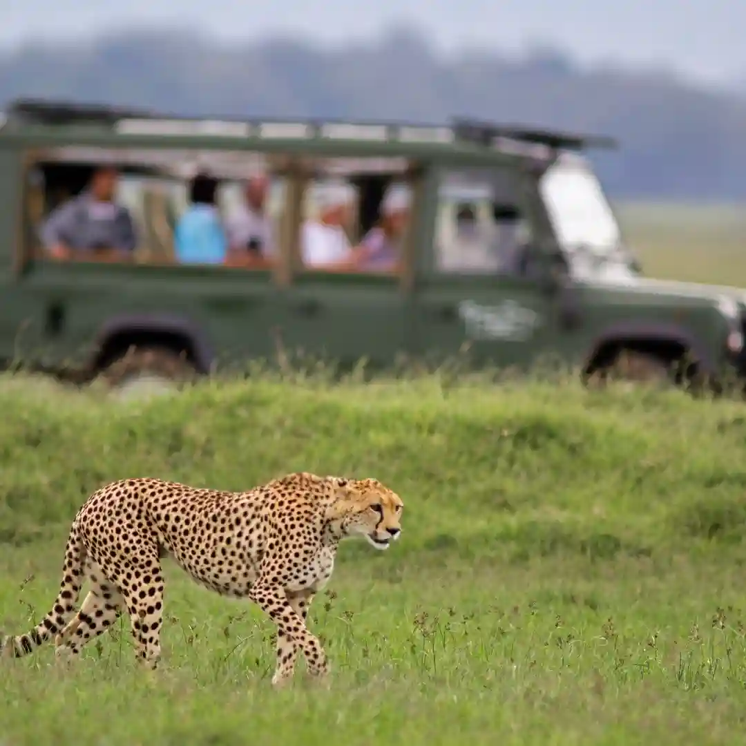 Safari jeep observing lions and wildlife during a game drive in Kenya