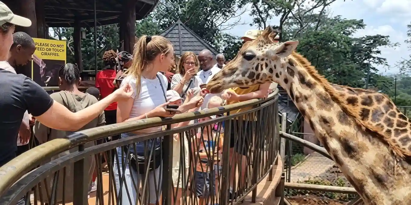 Rothschild giraffes being fed by visitors at the Giraffe Centre in Nairobi