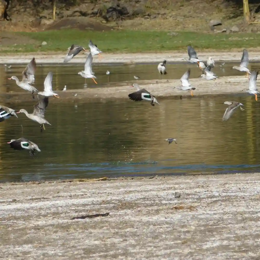 Flamingos and pelicans along Lake Elementaita shoreline
