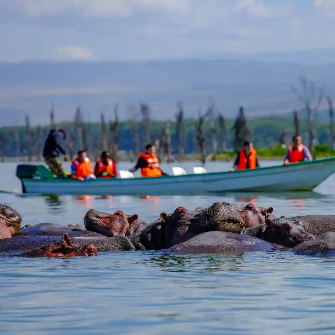 Boat safari on Lake Naivasha with hippos and birds in calm waters