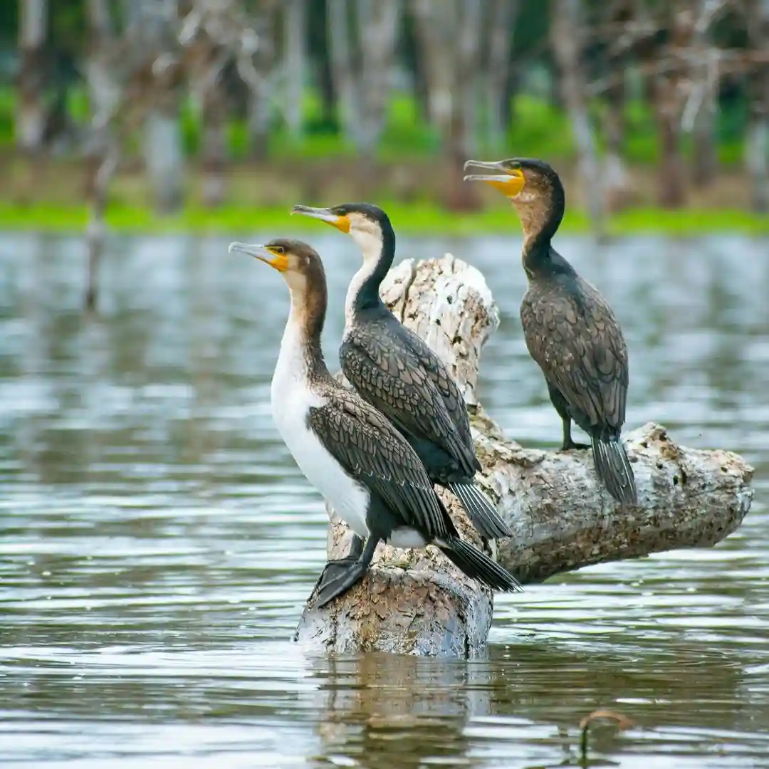 Birdwatching at Lake Naivasha with fish eagle flying above reflective waters in Kenya