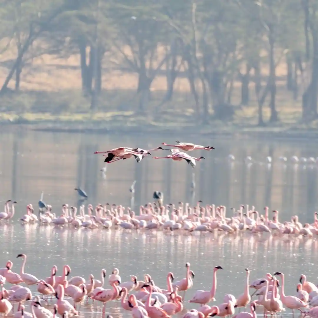 Flamingos gathered along Lake Nakuru with scenic Rift Valley backdrop