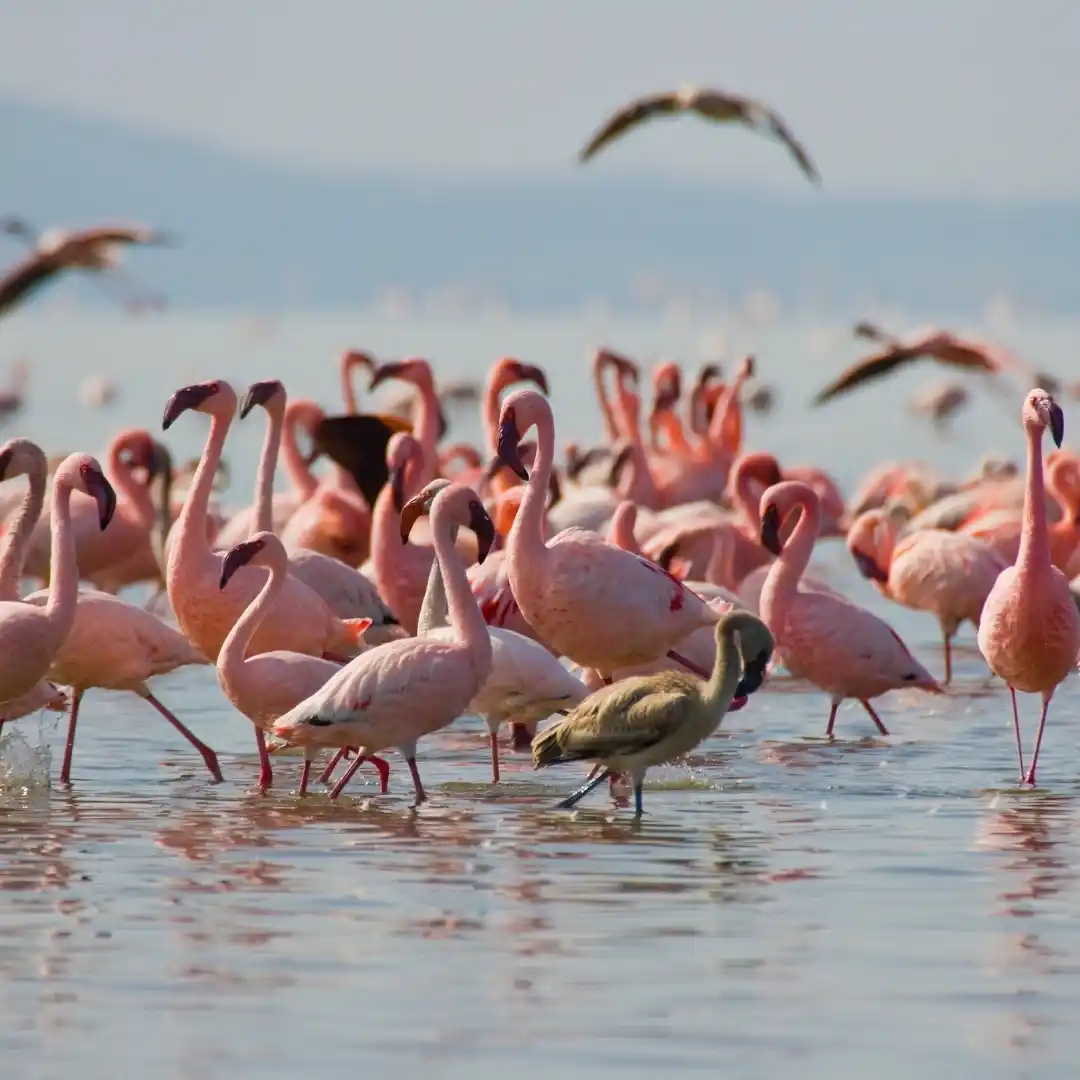 Large flocks of flamingos at Lake Nakuru with scenic background