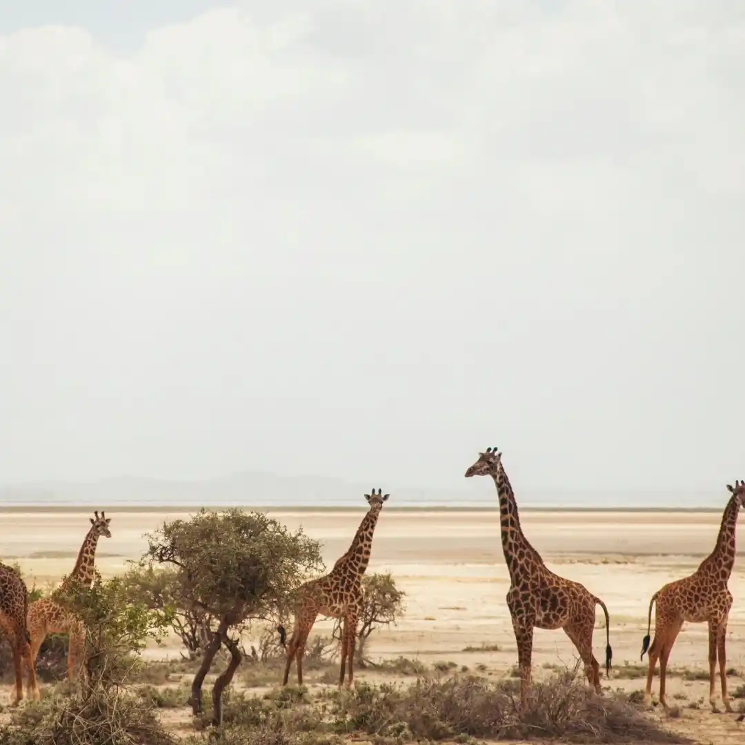 Rhino conservation area in Lewa Wildlife Conservancy with safari landscape