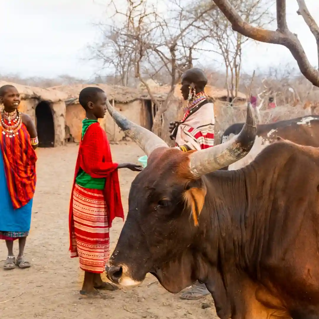 Maasai people performing traditional dance in a village in Masai Mara