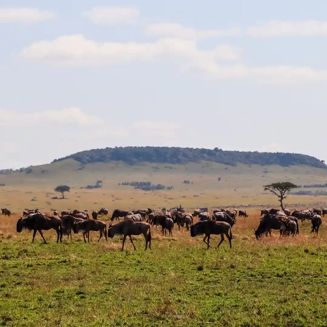 Wildlife safari in Masai Mara with zebras and wildebeest on open savannah plains