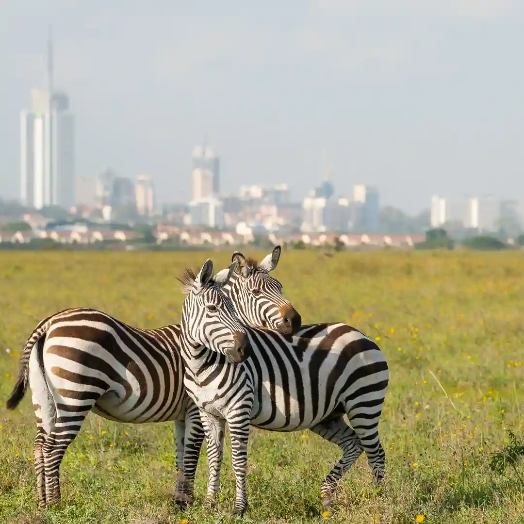 Wildlife in Nairobi National Park with city skyline in the background
