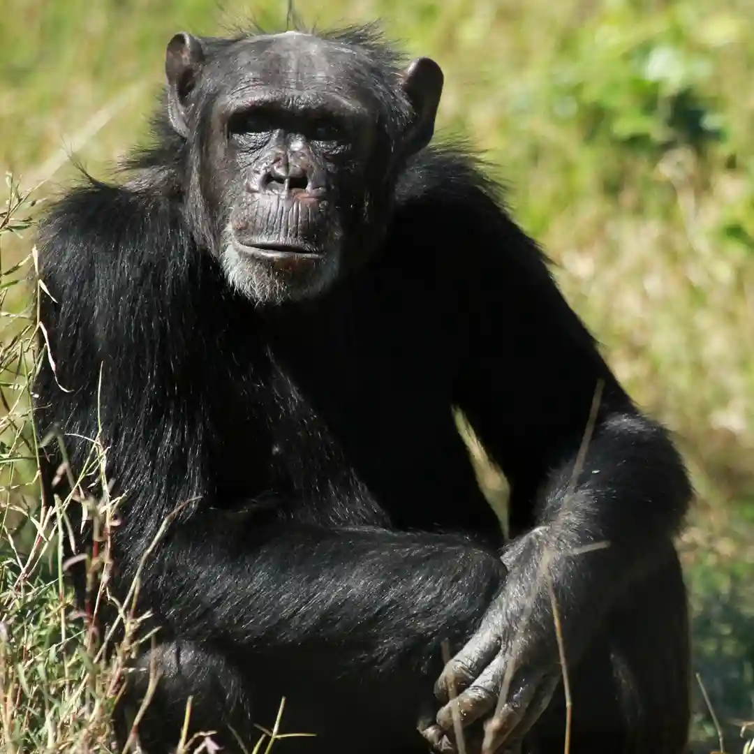 Rhinos and wildlife in Ol Pejeta Conservancy with open grasslands