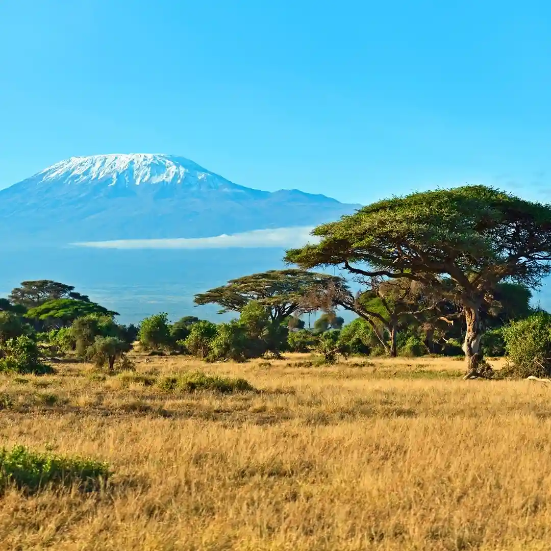 Elephants in Amboseli with Mount Kilimanjaro in the background