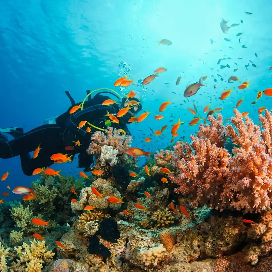 Snorkeling over coral reefs with tropical fish in Kenya’s marine parks